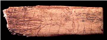 Engraving of a horse on a rib from Robin Hood cave. © 2000 The British Museum.