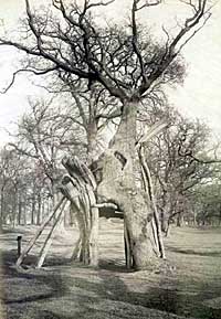 The Greendale Oak, c.1900.