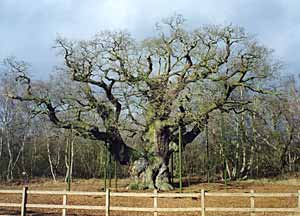 The Major Oak.