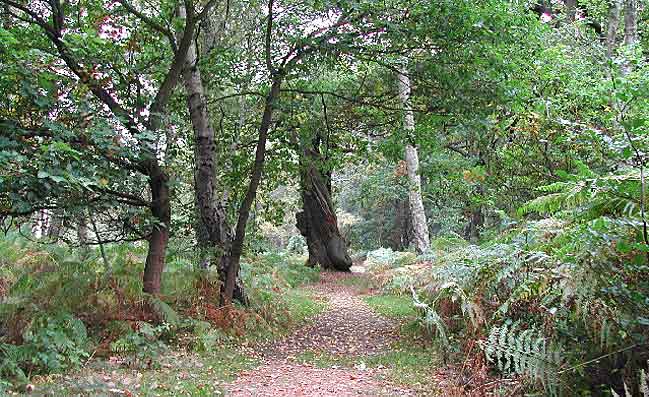 Sherwood Forest woodlands © Copyright Tom Courtney and licensed for reuse under this Creative Commons Licence.