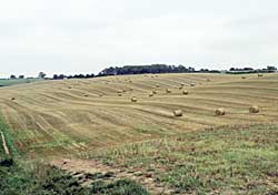 Post-harvest landscape on the edge of Hucknall